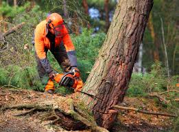 Trusted Manitou Springs, CO Tree Services Experts