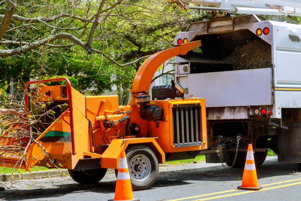 Best Tree Preservation Services  in Manitou Springs, CO