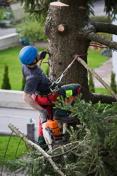 Best Tree and Shrub Care  in Manitou Springs, CO